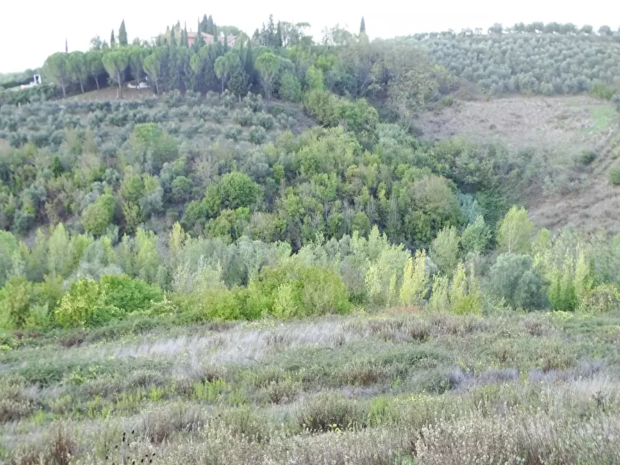 Immagine 10 di Terreno agricolo in vendita  a San Miniato