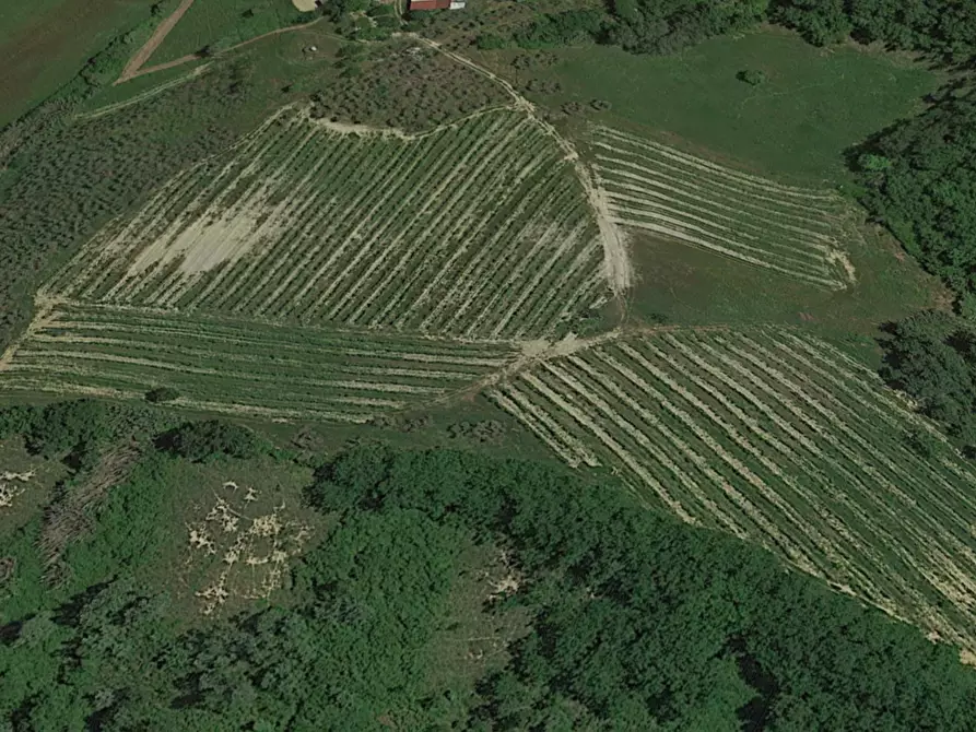 Immagine 2 di Azienda agricola in vendita  a Montaione