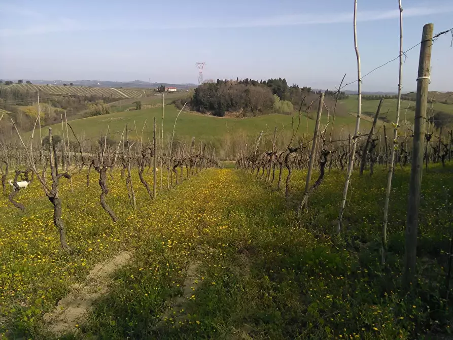 Immagine 4 di Azienda agricola in vendita  a Montaione