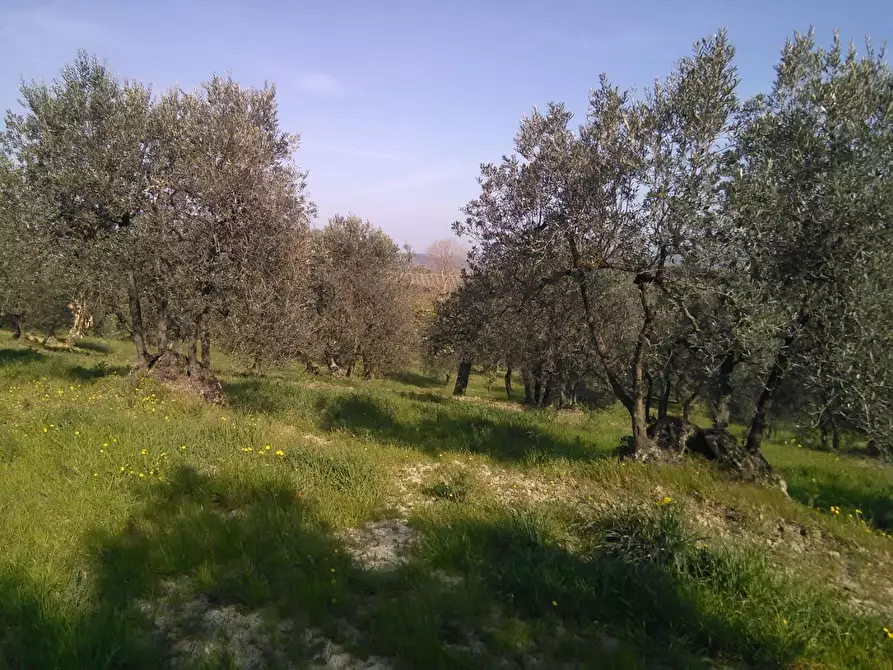 Immagine 7 di Azienda agricola in vendita  a Montaione