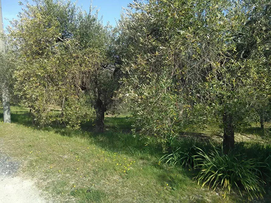 Immagine 8 di Azienda agricola in vendita  a Montaione