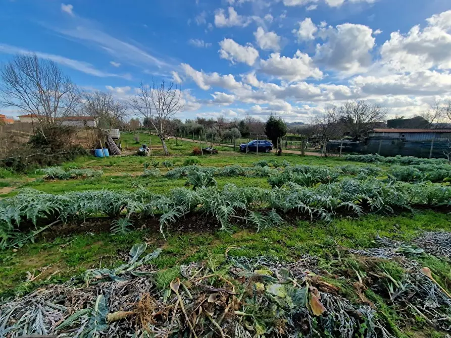 Immagine 18 di Terreno agricolo in vendita  a Crespina Lorenzana