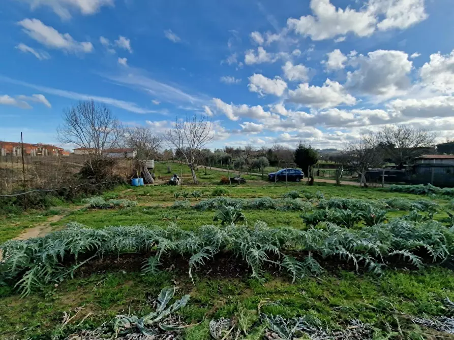 Immagine 17 di Terreno agricolo in vendita  a Crespina Lorenzana
