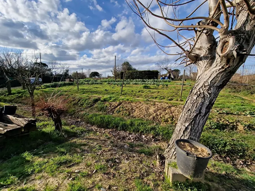 Immagine 9 di Terreno agricolo in vendita  a Crespina Lorenzana