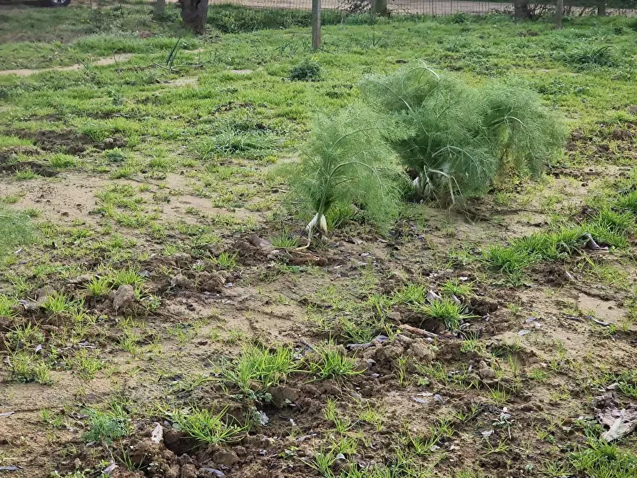 Immagine 19 di Terreno agricolo in vendita  a Crespina Lorenzana