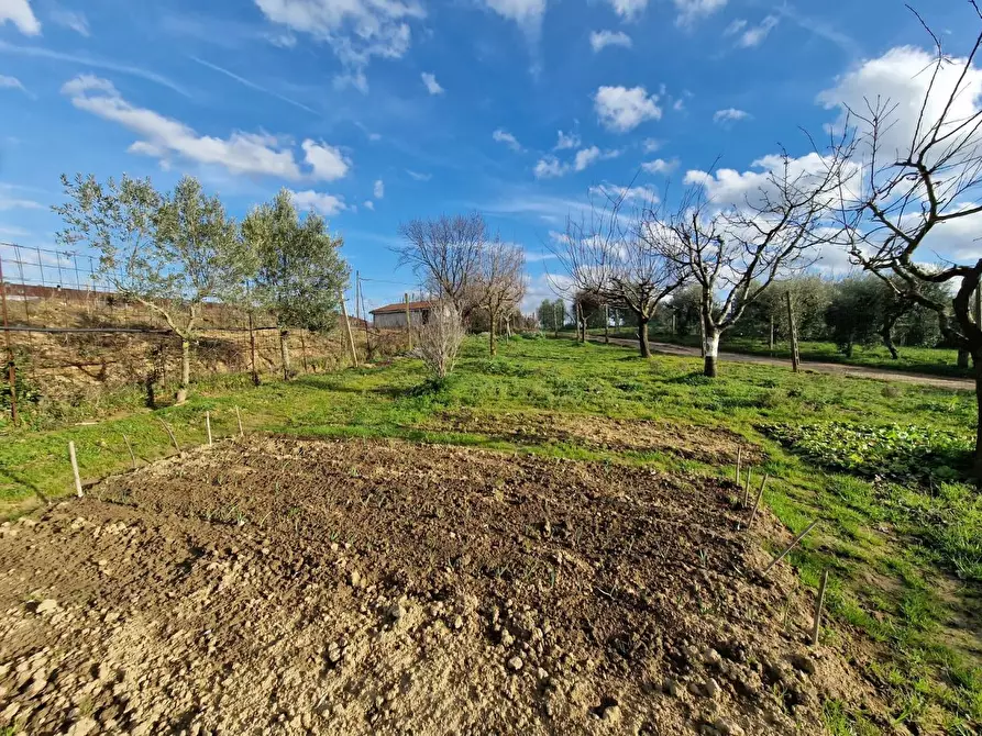 Immagine 12 di Terreno agricolo in vendita  a Crespina Lorenzana