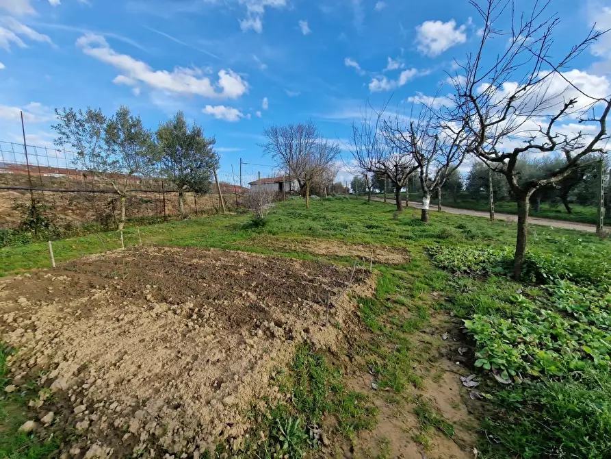 Immagine 11 di Terreno agricolo in vendita  a Crespina Lorenzana