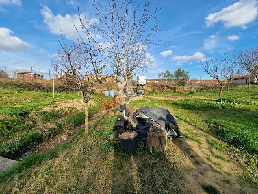 Immagine 5 di Terreno agricolo in vendita  a Crespina Lorenzana