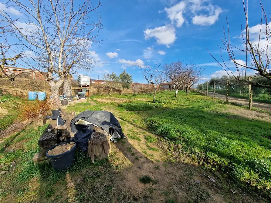 Immagine 4 di Terreno agricolo in vendita  a Crespina Lorenzana