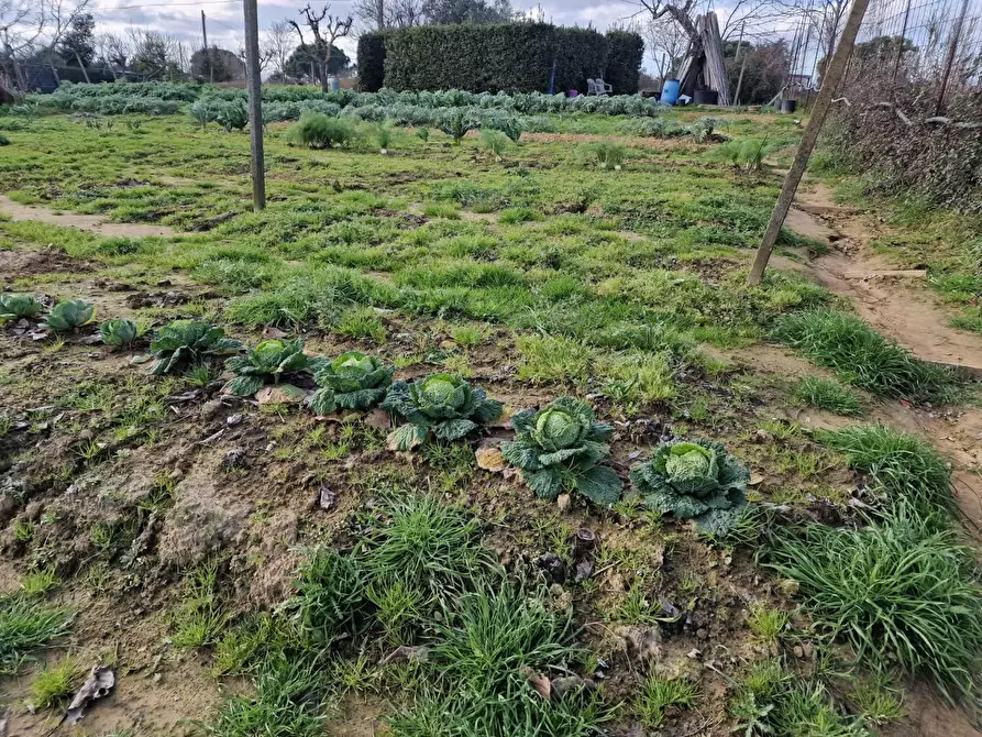 Immagine 13 di Terreno agricolo in vendita  a Crespina Lorenzana