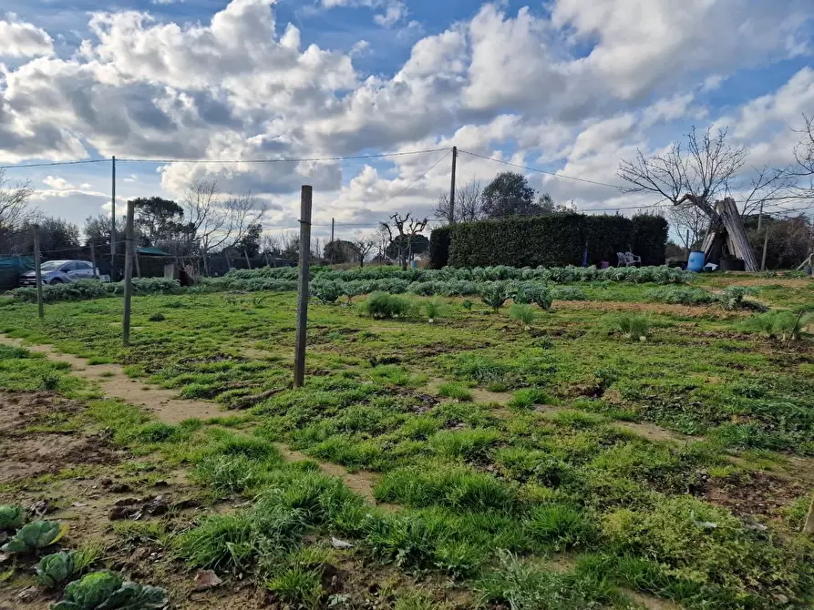 Immagine 15 di Terreno agricolo in vendita  a Crespina Lorenzana