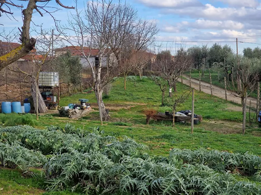Immagine 21 di Terreno agricolo in vendita  a Crespina Lorenzana