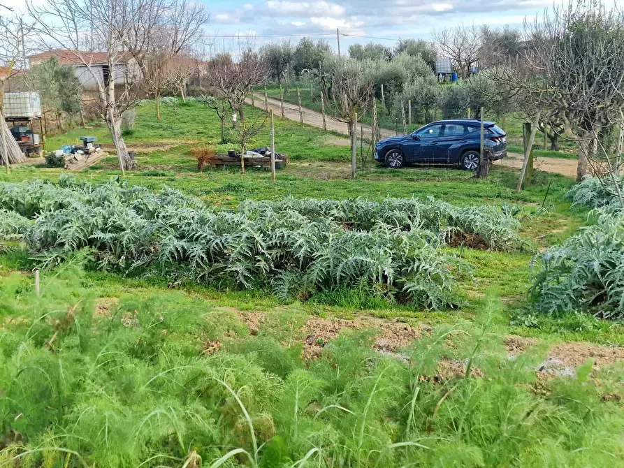 Immagine 22 di Terreno agricolo in vendita  a Crespina Lorenzana
