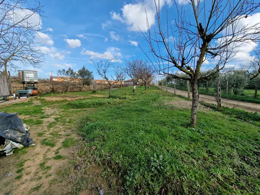 Immagine 6 di Terreno agricolo in vendita  a Crespina Lorenzana