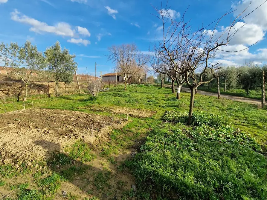 Immagine 7 di Terreno agricolo in vendita  a Crespina Lorenzana