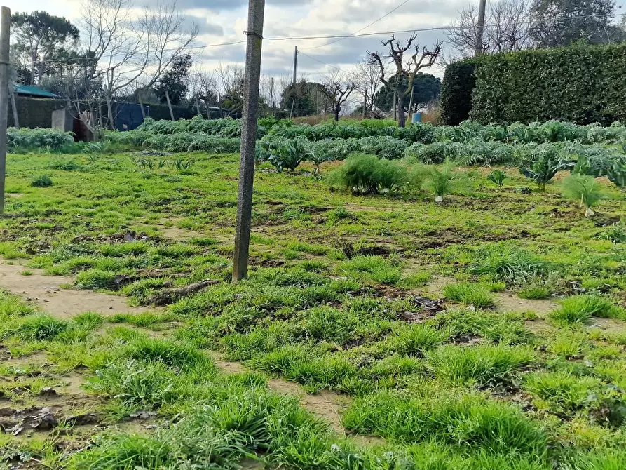 Immagine 14 di Terreno agricolo in vendita  a Crespina Lorenzana