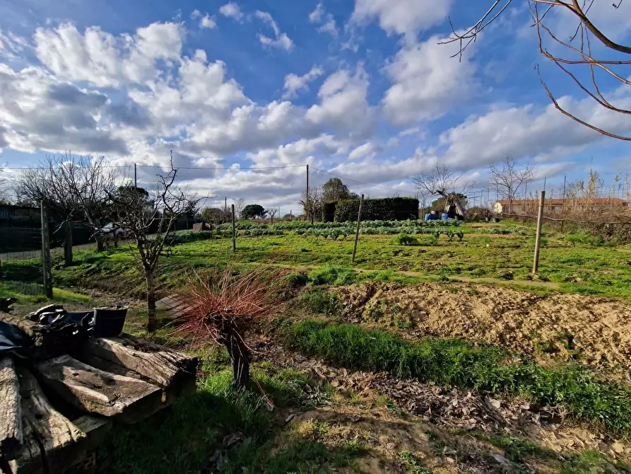 Immagine 8 di Terreno agricolo in vendita  a Crespina Lorenzana