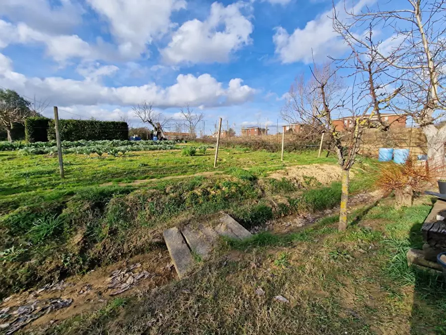 Immagine 3 di Terreno agricolo in vendita  a Crespina Lorenzana