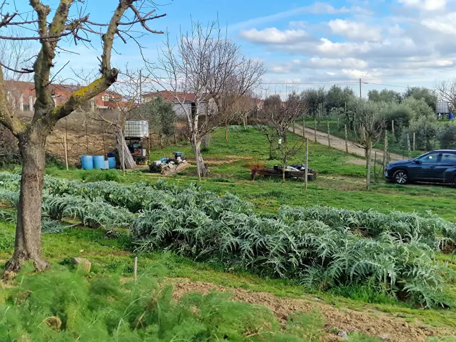 Immagine 20 di Terreno agricolo in vendita  a Crespina Lorenzana
