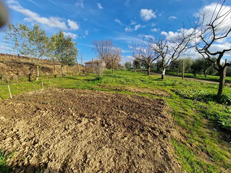 Immagine 10 di Terreno agricolo in vendita  a Crespina Lorenzana