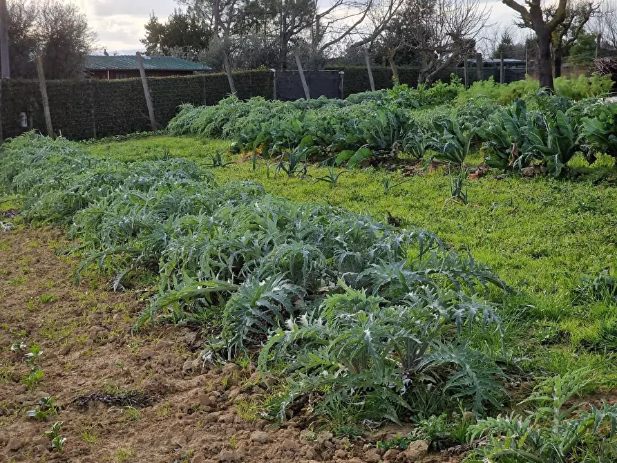 Immagine 16 di Terreno agricolo in vendita  a Crespina Lorenzana