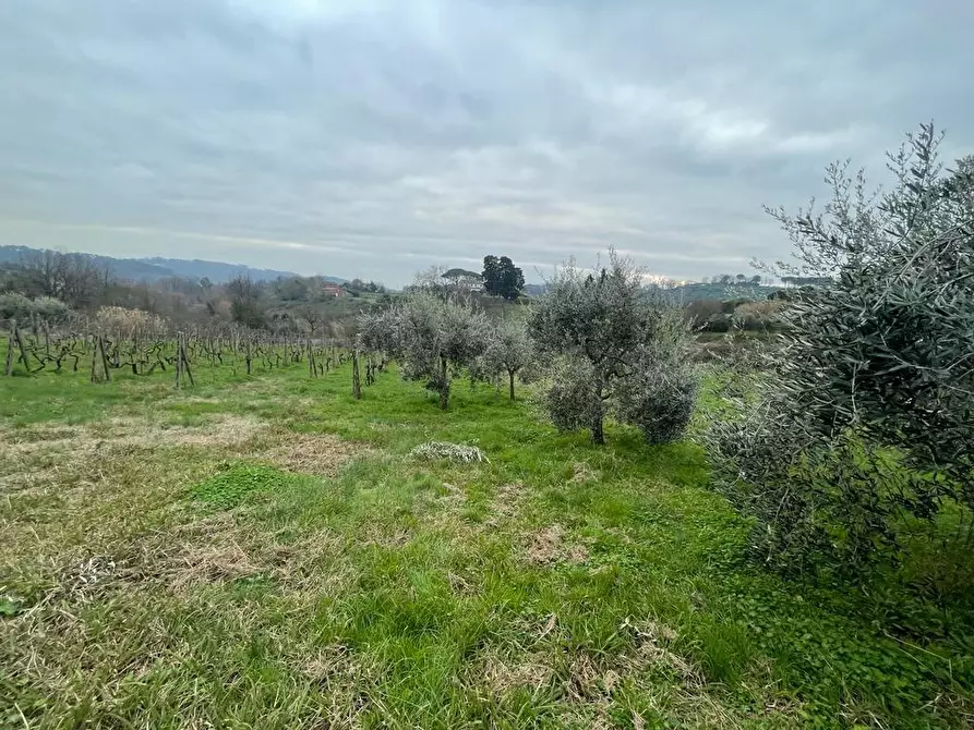 Immagine 24 di Rustico / casale in vendita  a Capannori