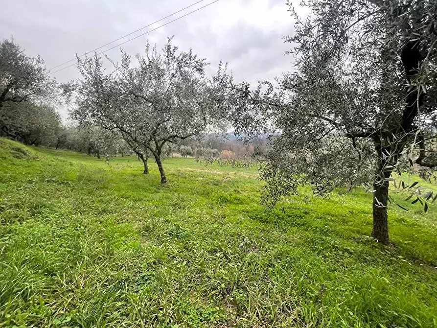 Immagine 23 di Rustico / casale in vendita  a Capannori
