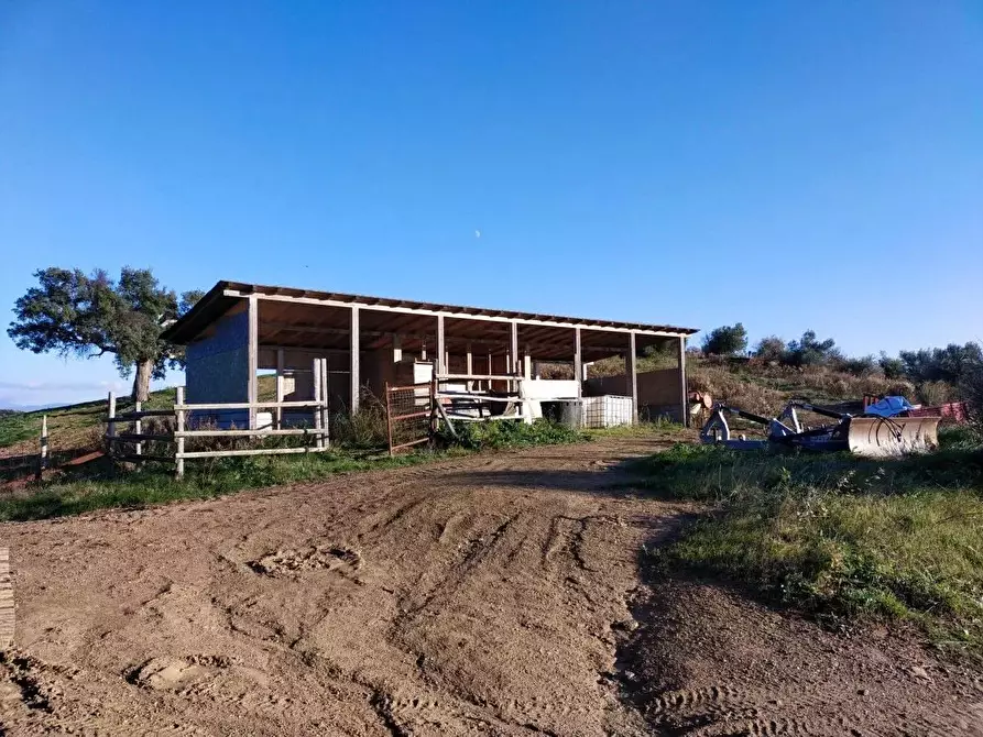 Immagine 3 di Terreno agricolo in vendita  a Campagnatico