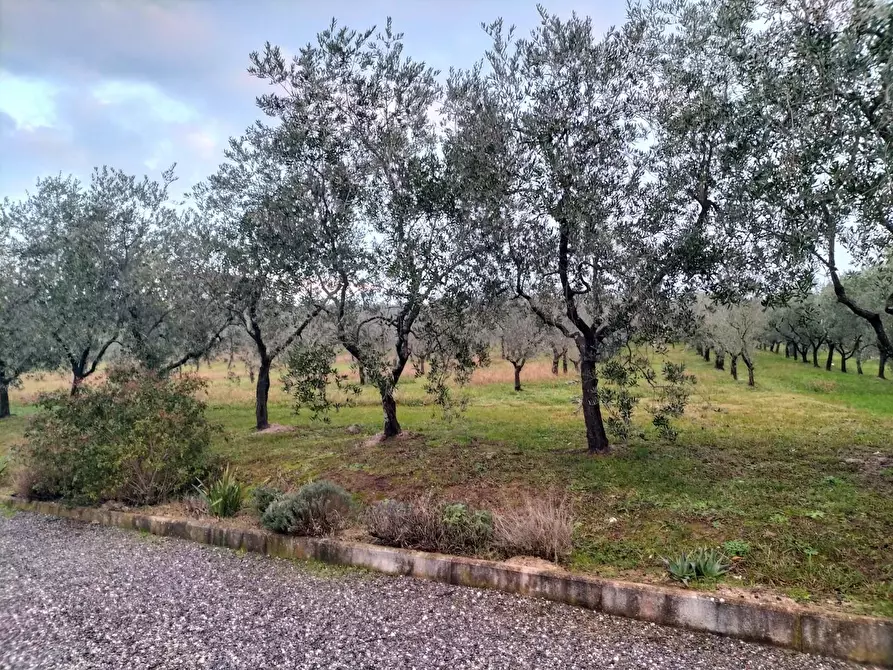 Immagine 12 di Azienda agricola in vendita  a Montecarlo