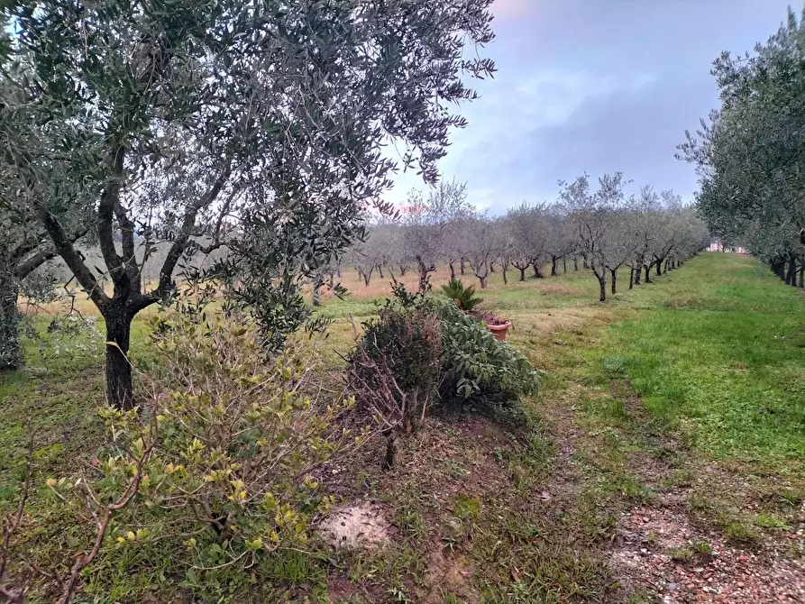 Immagine 9 di Azienda agricola in vendita  a Montecarlo
