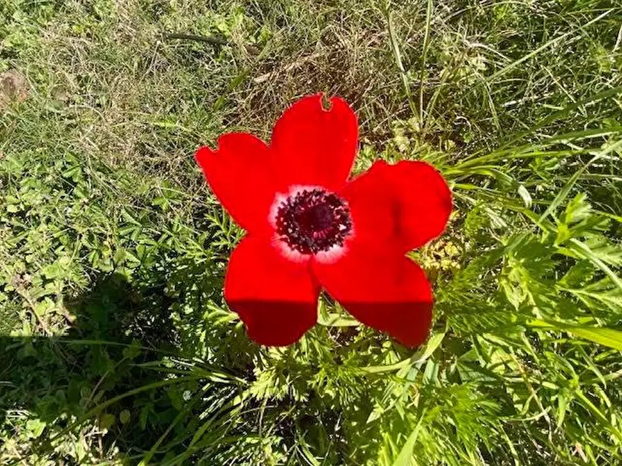 Immagine 2 di Casa indipendente in vendita  a Ortonovo