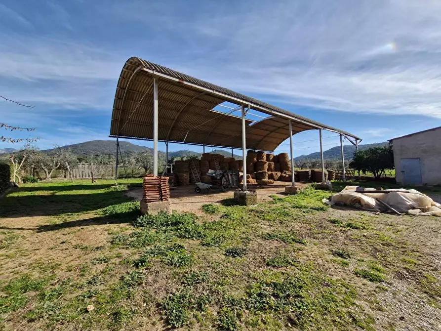 Immagine 27 di Casa colonica in vendita  a Campiglia Marittima