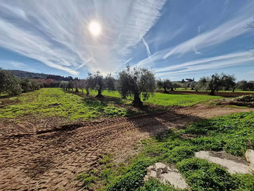 Immagine 13 di Casa colonica in vendita  a Campiglia Marittima