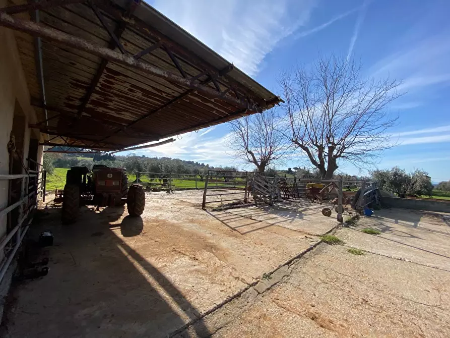 Immagine 6 di Casa colonica in vendita  a Campiglia Marittima