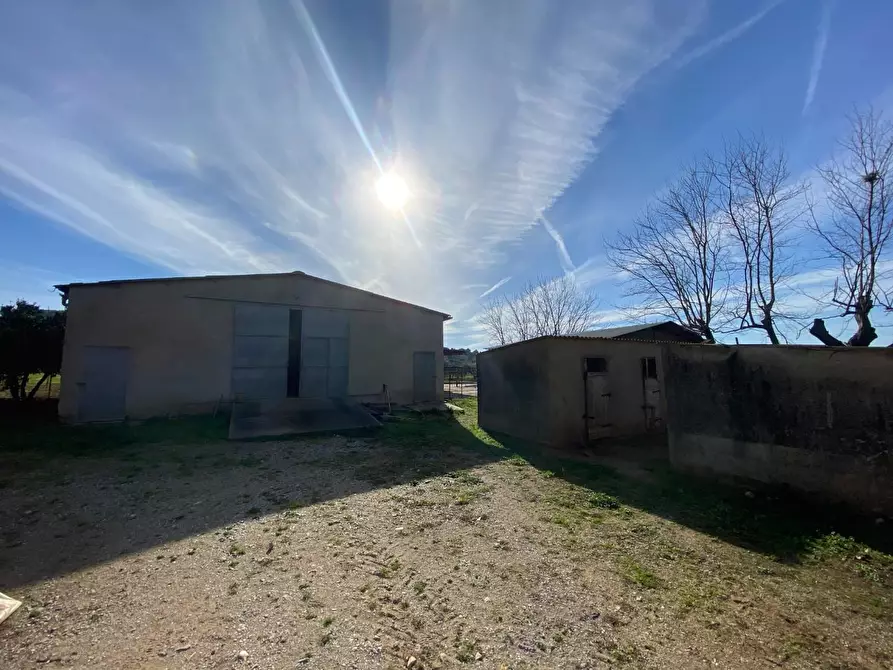 Immagine 5 di Casa colonica in vendita  a Campiglia Marittima