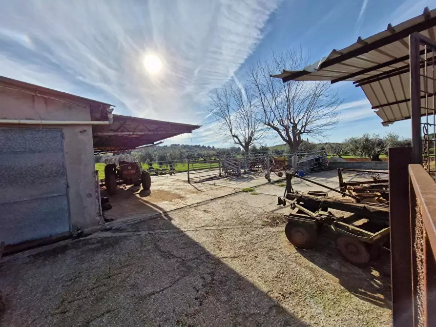Immagine 9 di Casa colonica in vendita  a Campiglia Marittima