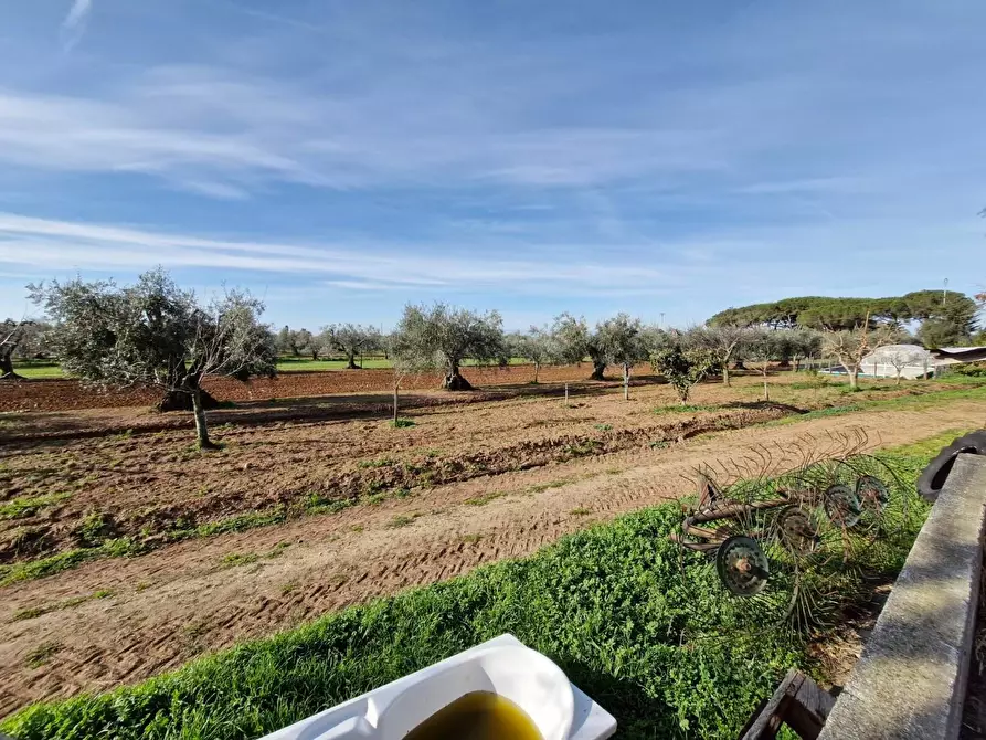 Immagine 11 di Casa colonica in vendita  a Campiglia Marittima