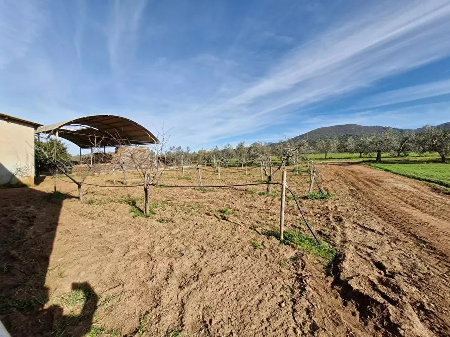 Immagine 15 di Casa colonica in vendita  a Campiglia Marittima