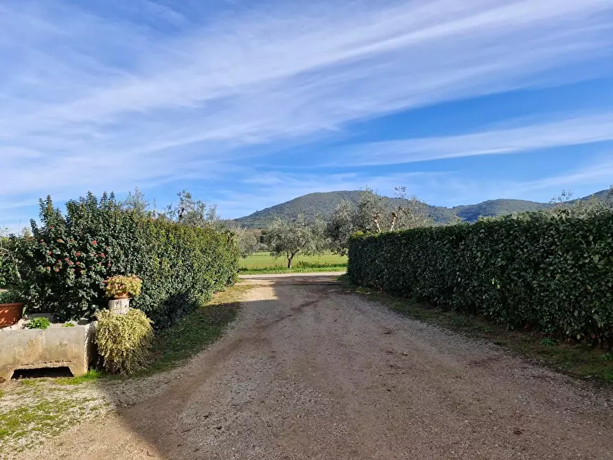 Immagine 21 di Casa colonica in vendita  a Campiglia Marittima