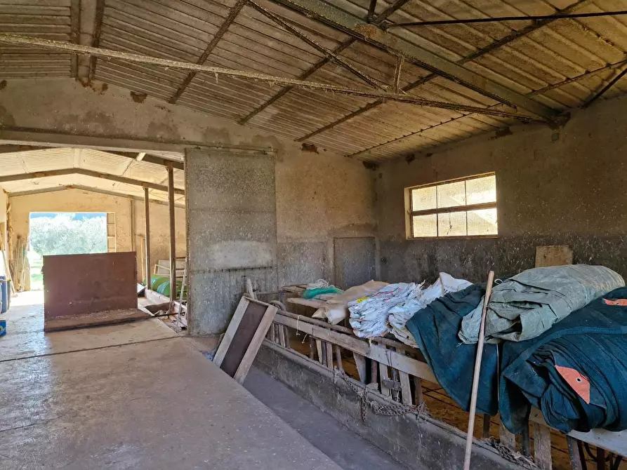 Immagine 17 di Casa colonica in vendita  a Campiglia Marittima