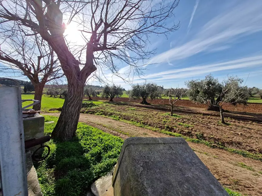 Immagine 12 di Casa colonica in vendita  a Campiglia Marittima