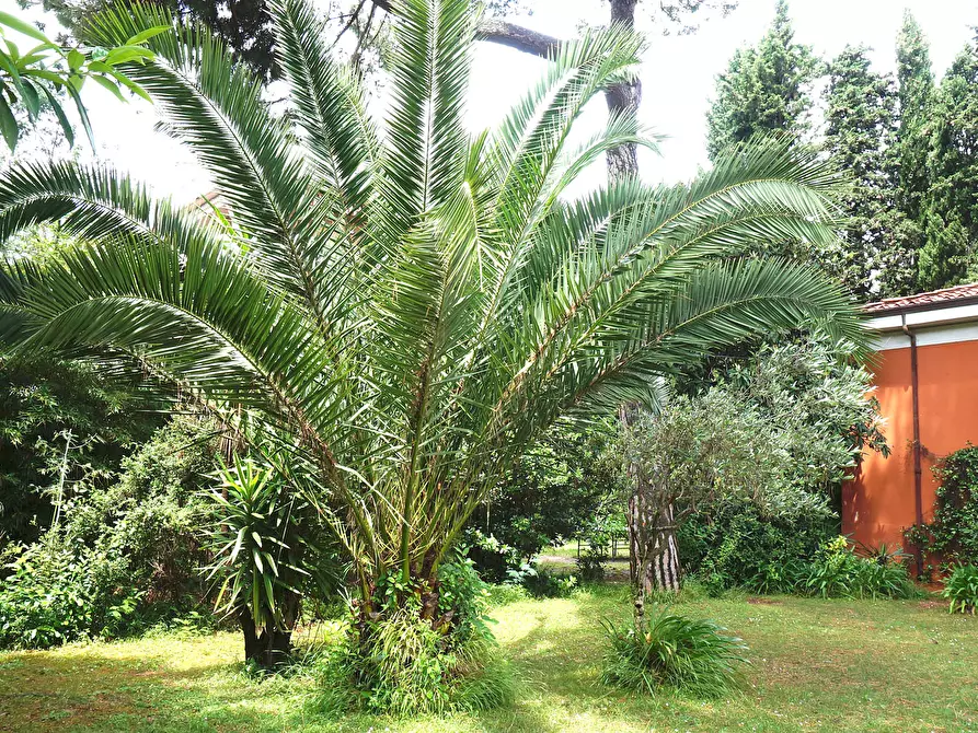 Immagine 3 di Villa in vendita  a Carrara