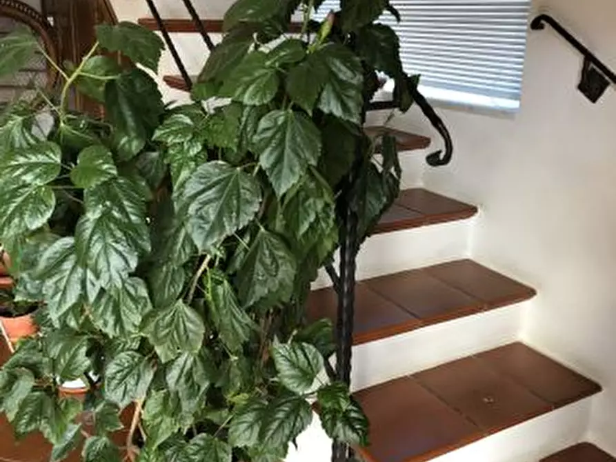 Immagine 17 di Casa indipendente in vendita  a Arcola