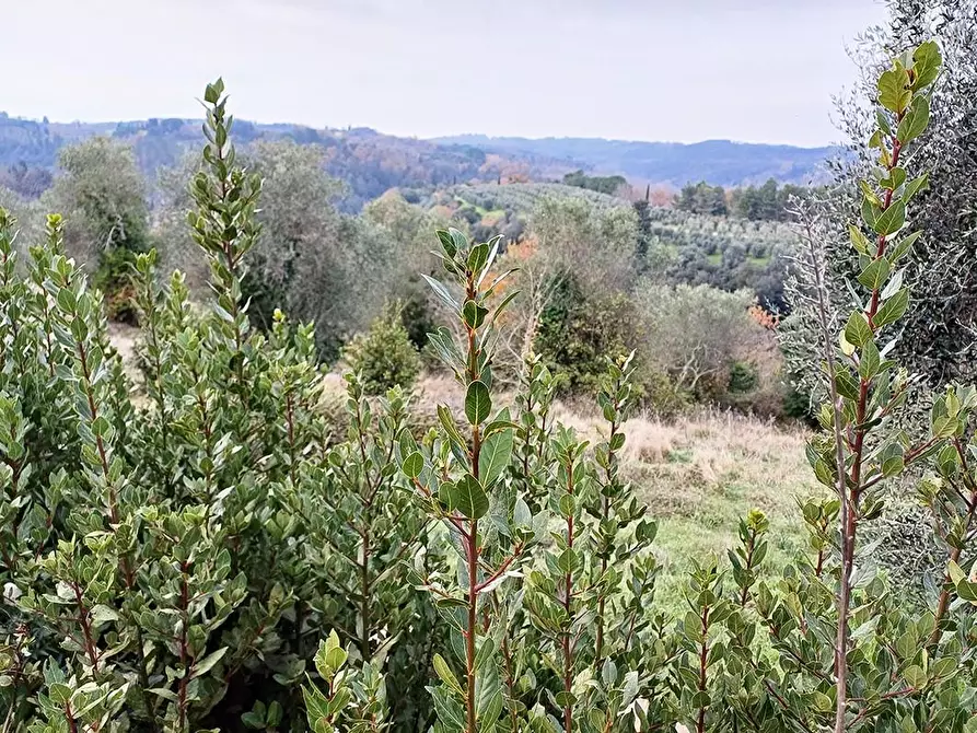 Immagine 21 di Casa colonica in vendita  a Palaia