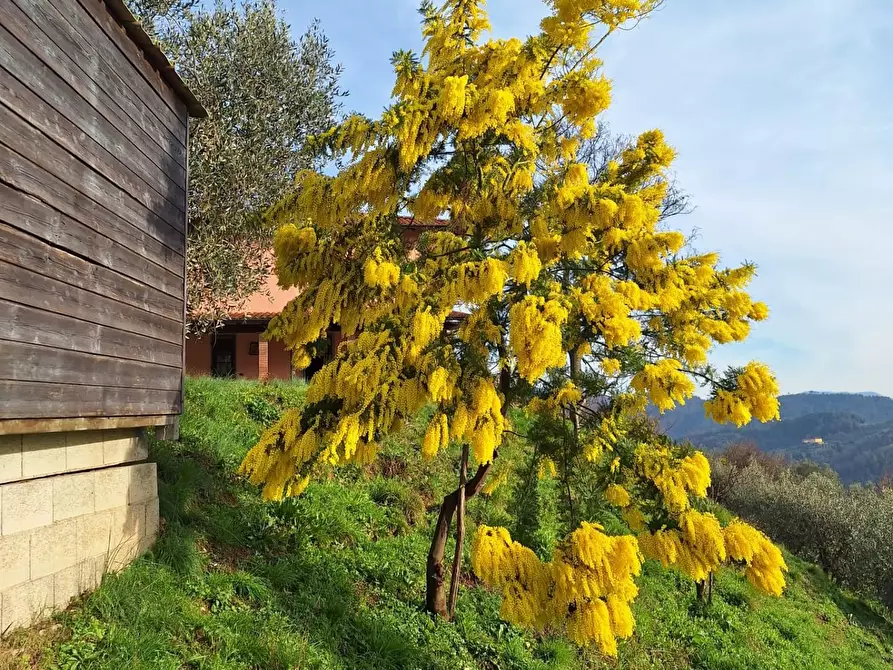 Immagine 73 di Casa colonica in vendita  a Pescaglia