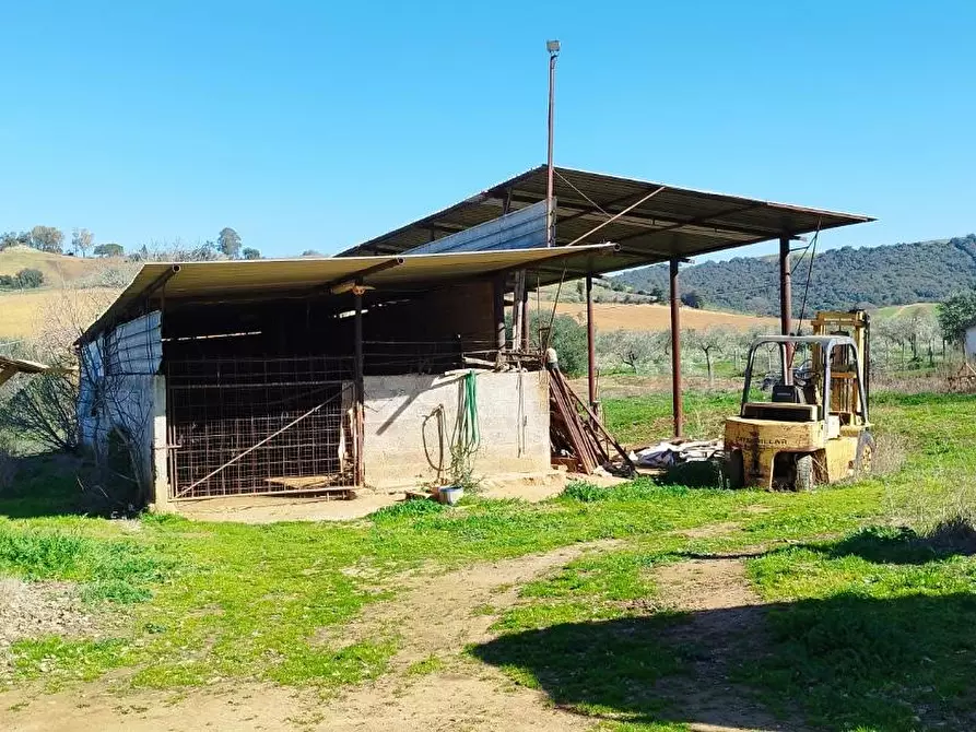 Immagine 4 di Casa indipendente in vendita  a Magliano In Toscana