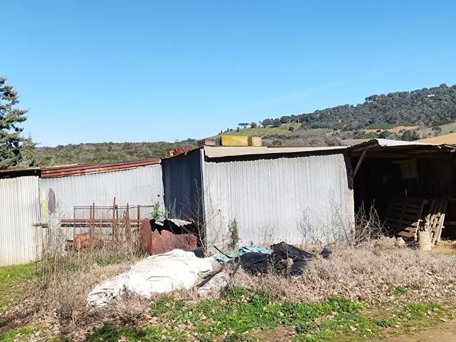 Immagine 5 di Casa indipendente in vendita  a Magliano In Toscana
