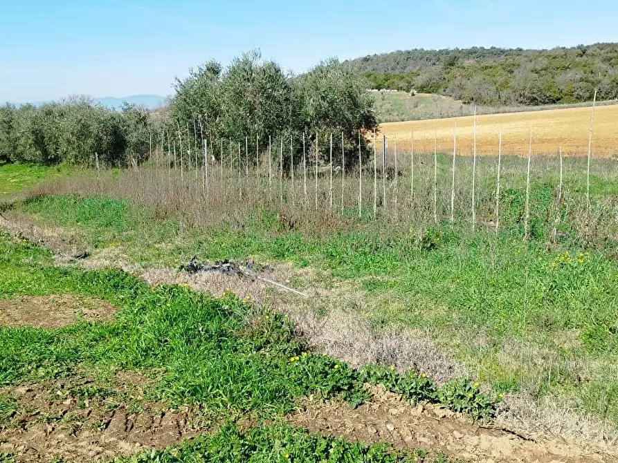 Immagine 9 di Casa indipendente in vendita  a Magliano In Toscana