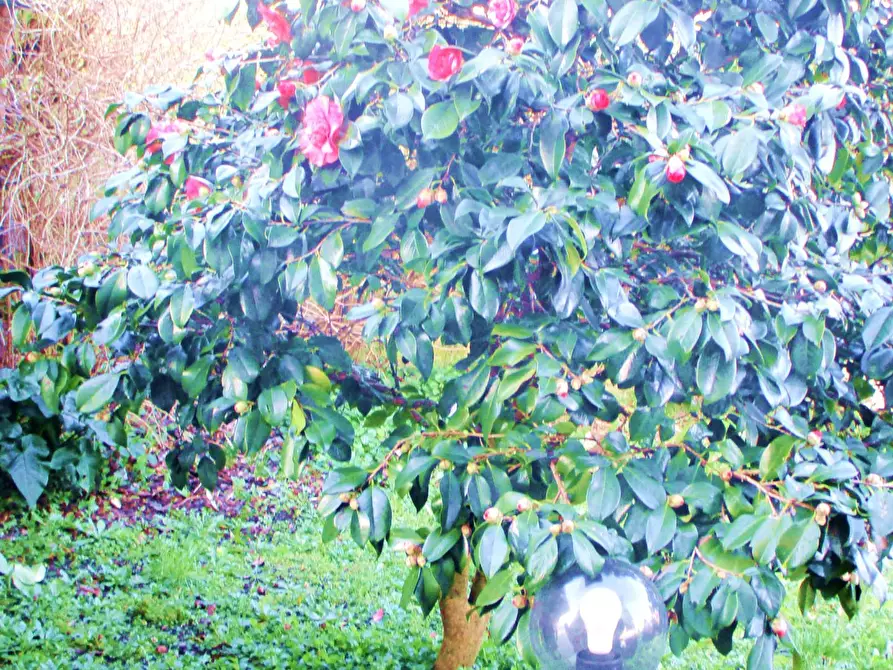 Immagine 9 di Villa in vendita  a Castelfranco Di Sotto