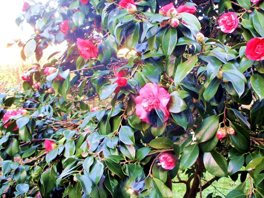 Immagine 5 di Villa in vendita  a Castelfranco Di Sotto